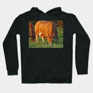 Summer Calf Hoodie